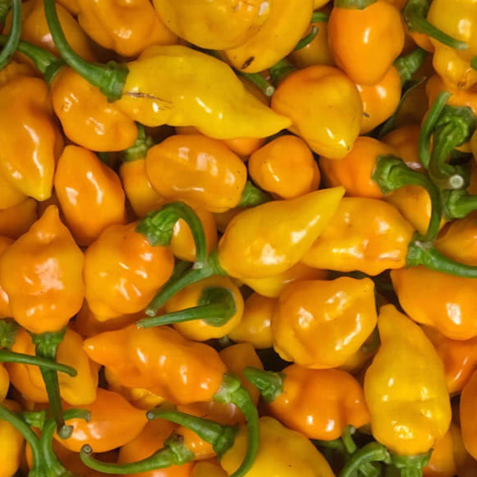 the st augustine datil pepper