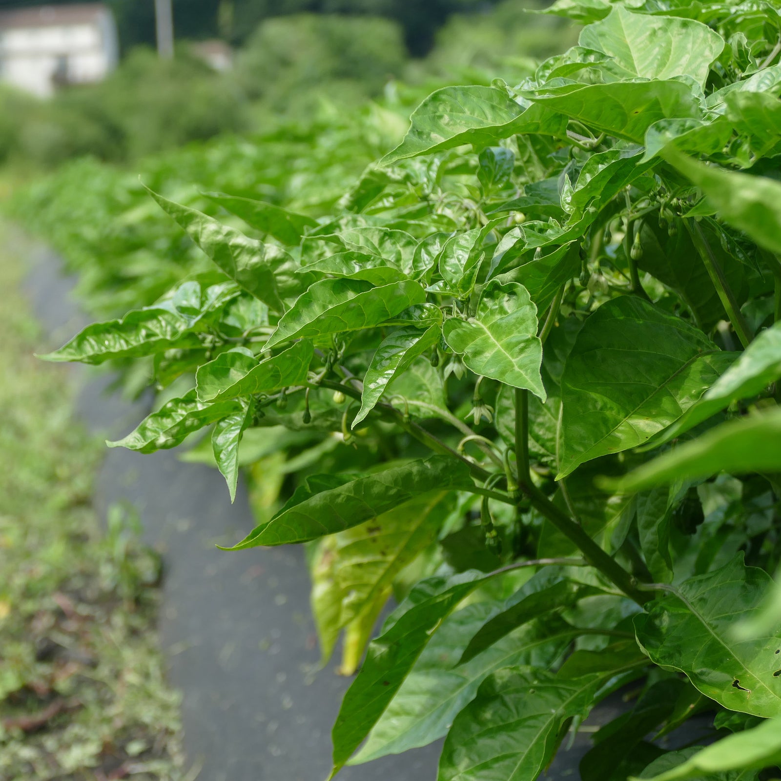 row of pepper plants
