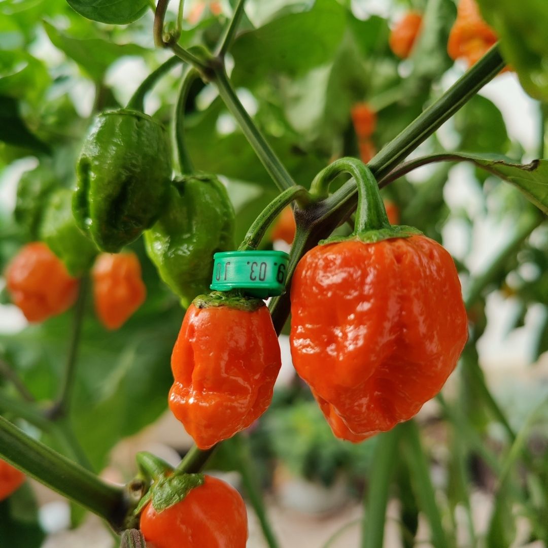 phil on growing hydroponic peppers