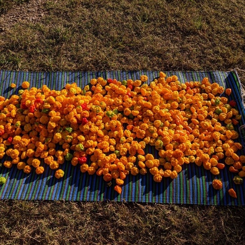 orange peppers for trini pepper hot sauce
